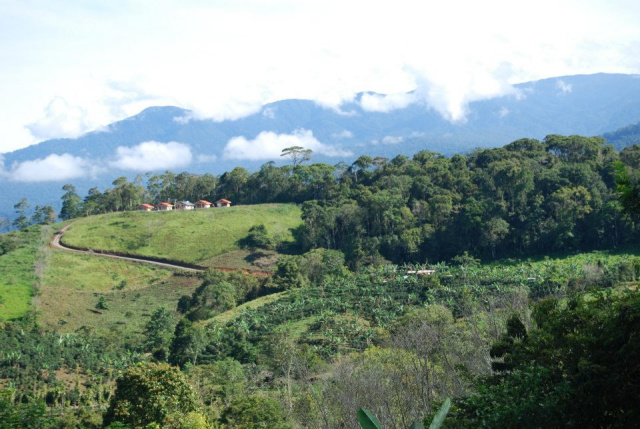 Costa Rica Real Estate - San Vito Coffee Farm